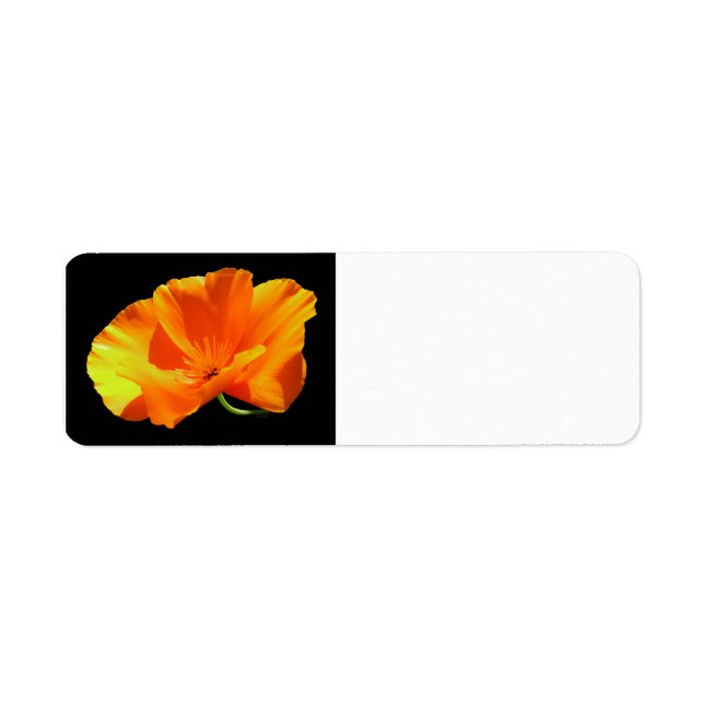 California Poppy (Vorne)
