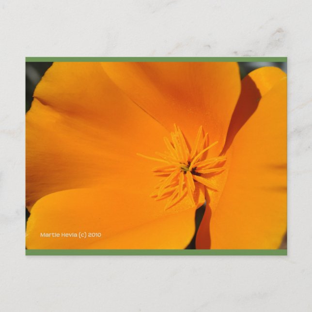 California Poppy | Blue Beach Song™ Postkarte (Vorderseite)