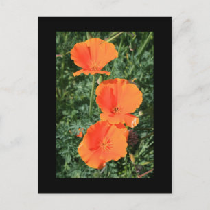 California Poppy Blume Postkarte