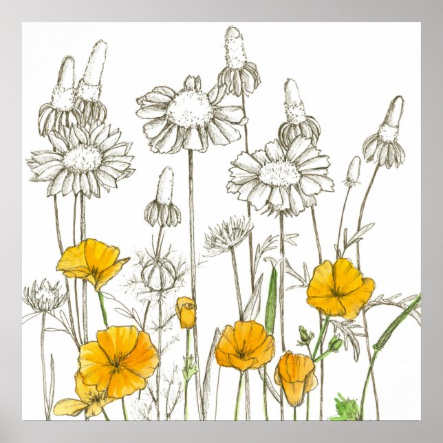 California Poppy Blume Wildblume Zeichnend Poster (Vorne)
