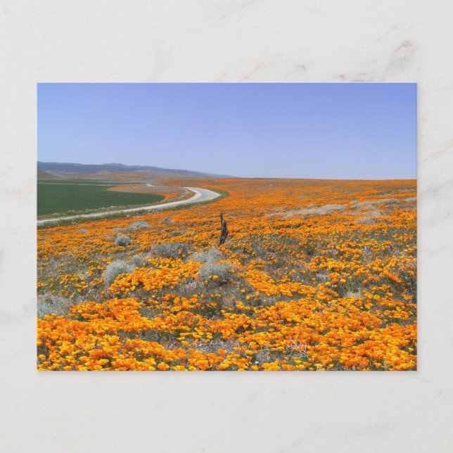 California Poppy Field Postkarte (Vorderseite)