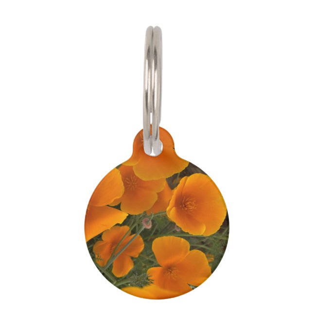 California Poppy Fotograf Haustiermarke (Vorderseite)