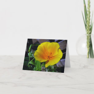 California Poppy Grußkarte Karte