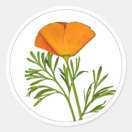 California Poppy in a Circle - Runder Aufkleber