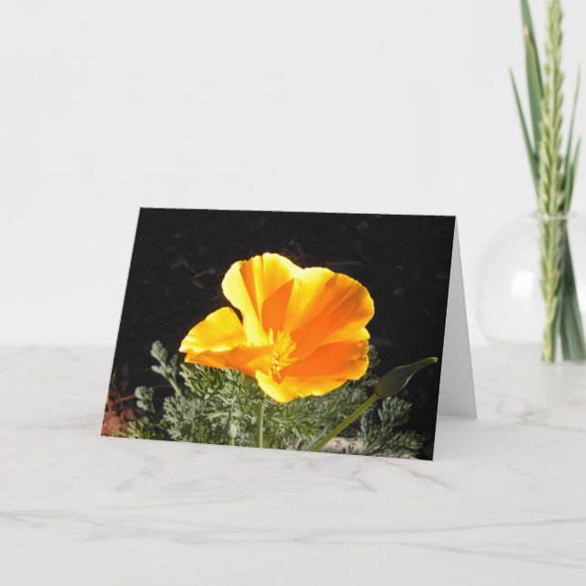 California Poppy in Bloom Karte (Vorderseite)