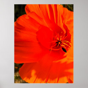 California Poppy - Kalifornien Poppy 3 Poster