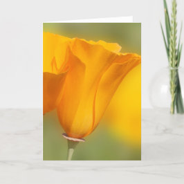 California Poppy Karte