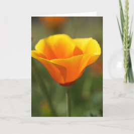 California Poppy Karte