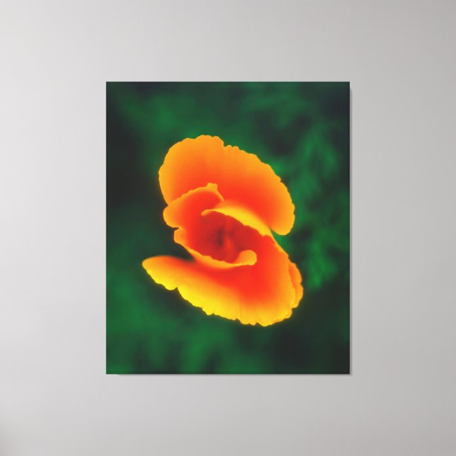 California Poppy Leinwanddruck (Vorderseite)