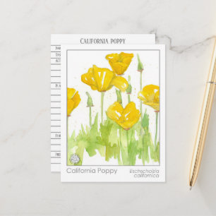 California Poppy Materia Medica Kräuterstudie Postkarte