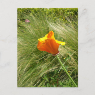 California Poppy Postcard Postkarte