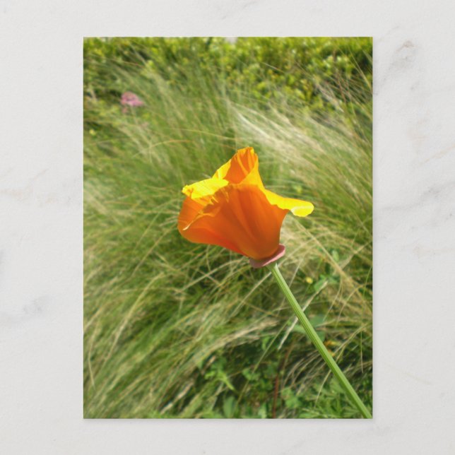 California Poppy Postcard Postkarte (Vorderseite)