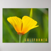 California Poppy