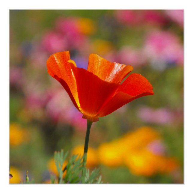 California Poppy Poster (Vorderseite)