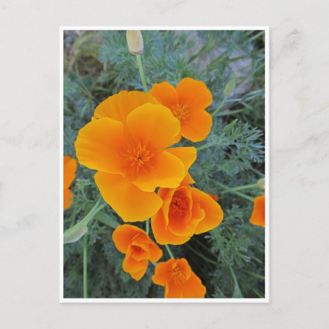 California Poppy Postkarte (Vorderseite)
