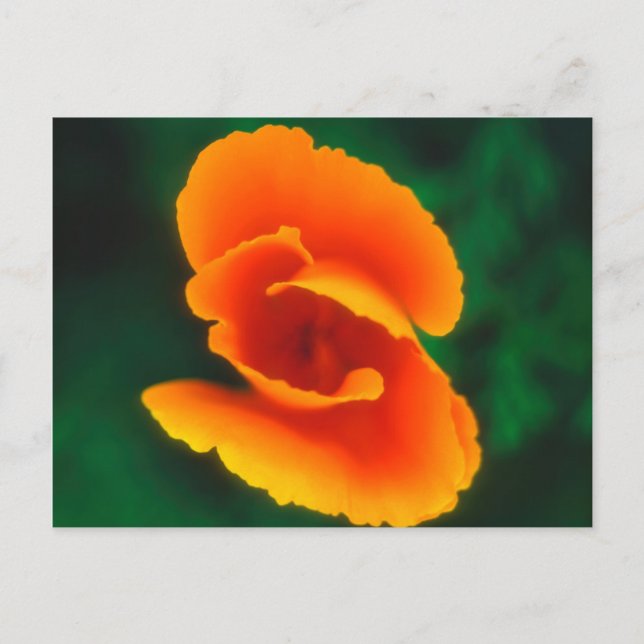 California Poppy Postkarte (Vorderseite)