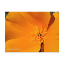 California Poppy