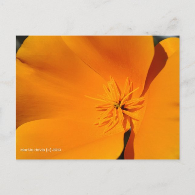 California Poppy Postkarte (Vorderseite)