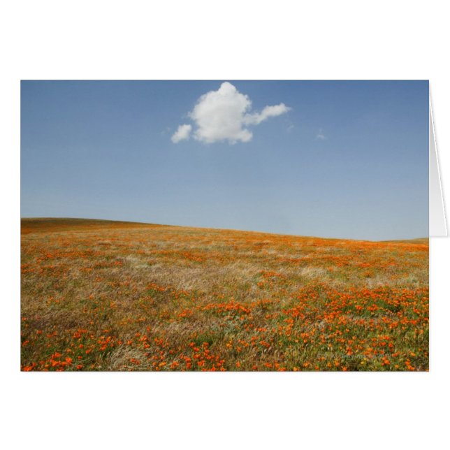 California Poppy Reserve (Vorderseite (Horizontal))