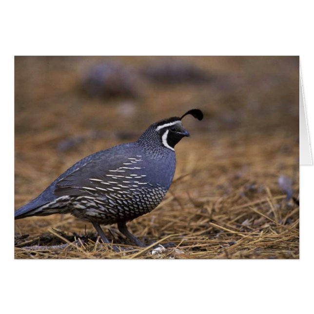 California Quail (Vorderseite (Horizontal))