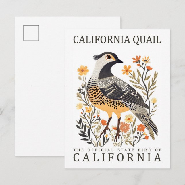 California Quail Bird of California USA Travel Postkarte (Vorne/Hinten)