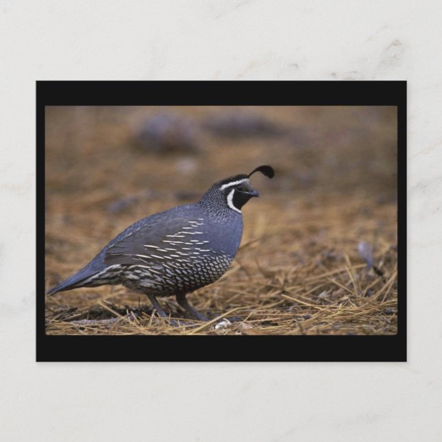 California Quail Postkarte (Vorderseite)