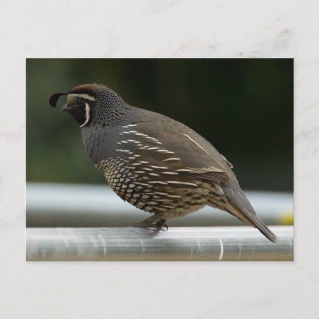 California Quail Postkarte (Vorderseite)