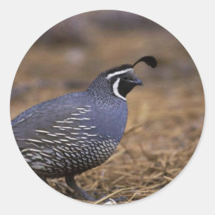 California Quail Runder Aufkleber