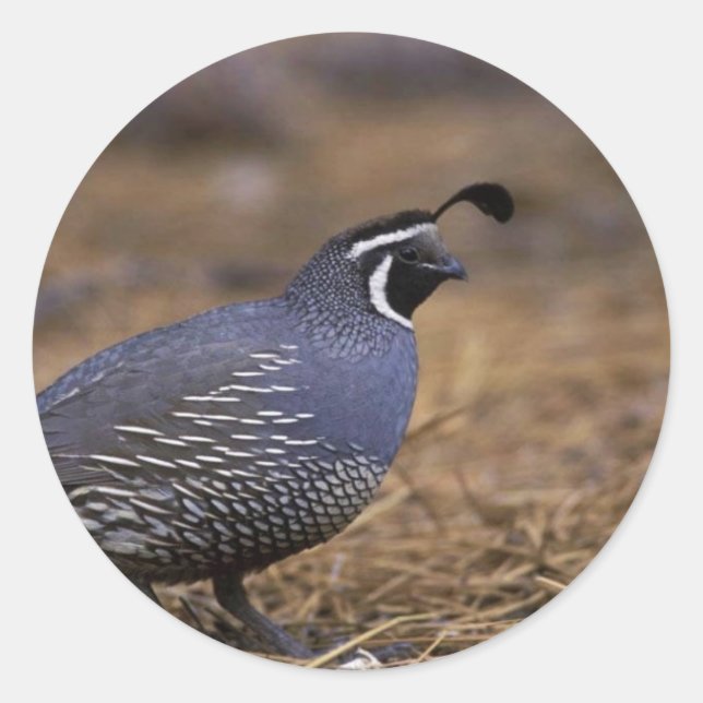 California Quail Runder Aufkleber (Vorderseite)