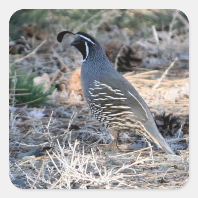 California Quail - Square Sticker (Vorderseite)