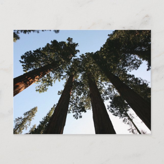 California Redwood Tree Postcard Postkarte (Vorderseite)