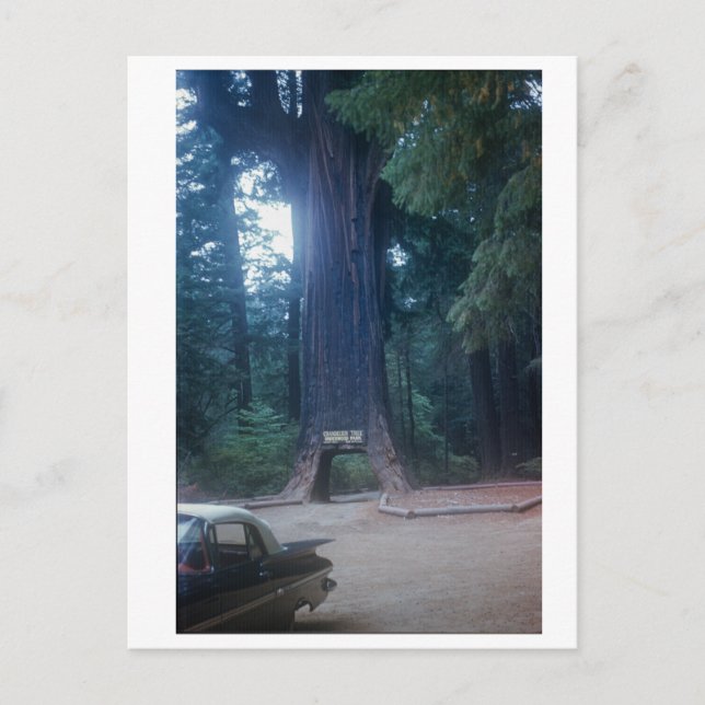 California Redwood Vintage Car Postkarte (Vorderseite)