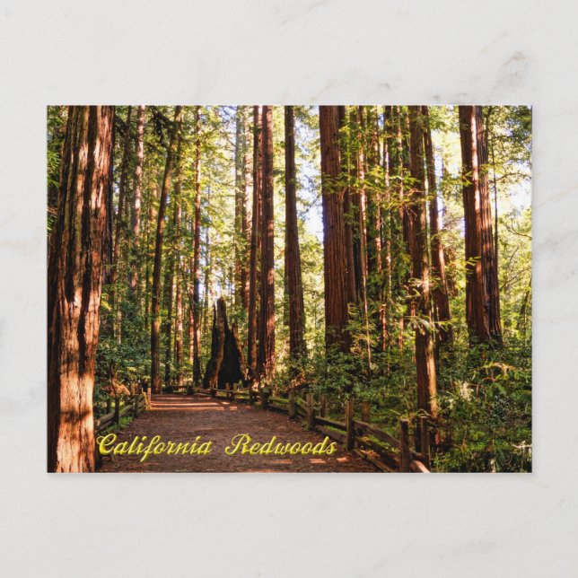 California Redwoods Postcard Postkarte (Vorderseite)