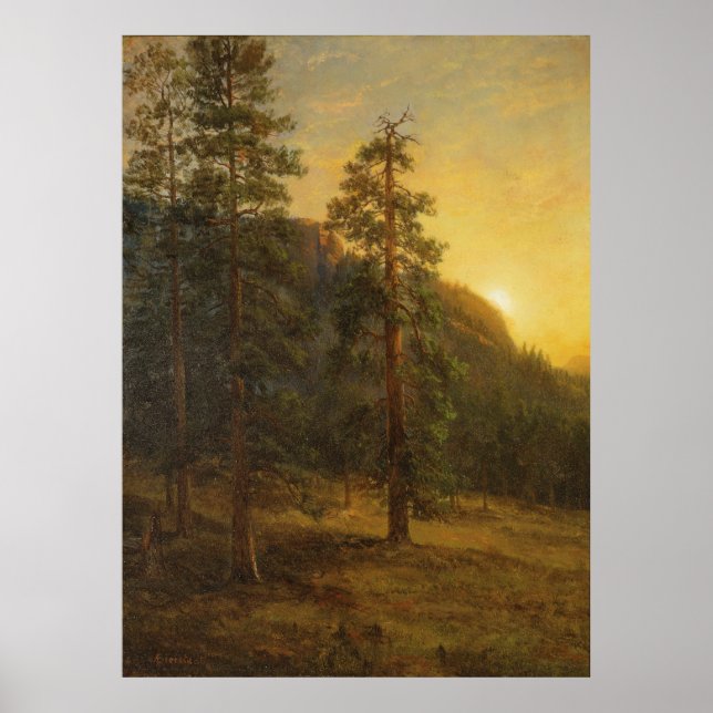 California Redwoods Poster (Vorne)