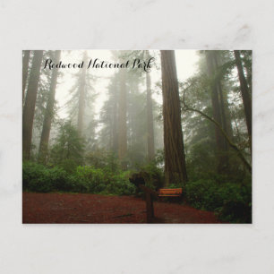 California Redwoods Postkarte