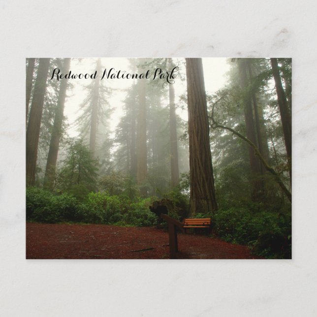 California Redwoods Postkarte (Vorderseite)