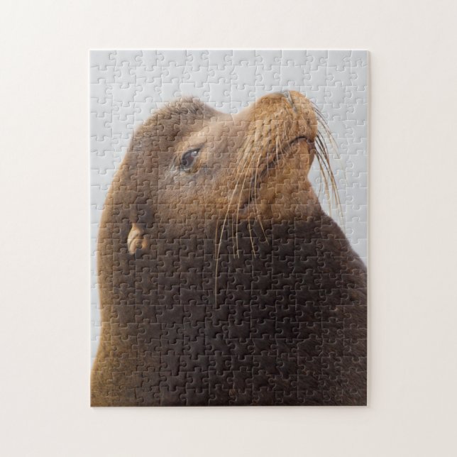 California Sea Lion (Vertikal)