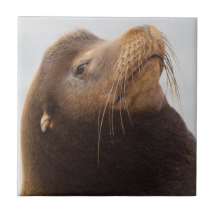 California Sea Lion Fliese