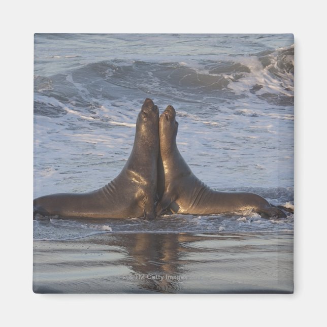 California Sea Lion Magnet (Vorne)