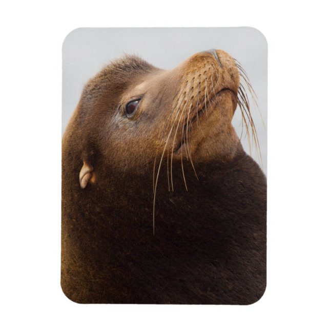 California Sea Lion Magnet (Vertikal)