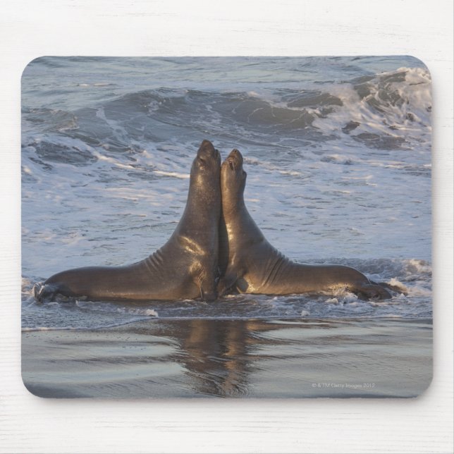 California Sea Lion Mousepad (Vorne)