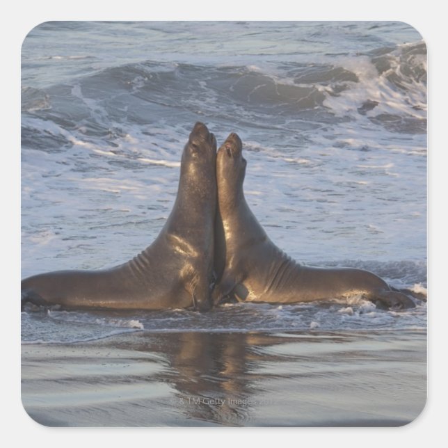 California Sea Lion Quadratischer Aufkleber (Vorderseite)