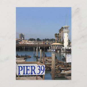 California Sea Lions Postkarte