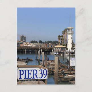 California Sea Lions Postkarte