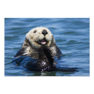 California Sea Otter Enhydra lutris) grooms Fotodruck