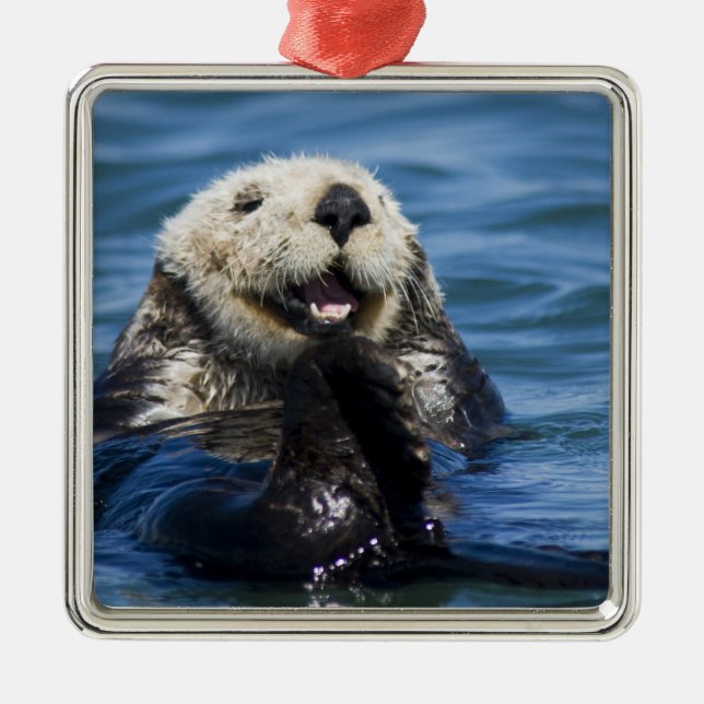 California Sea Otter Enhydra lutris) grooms Ornament Aus Metall (Vorne)