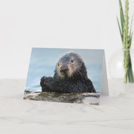 California Sea Otter Playing mit Stone Karte