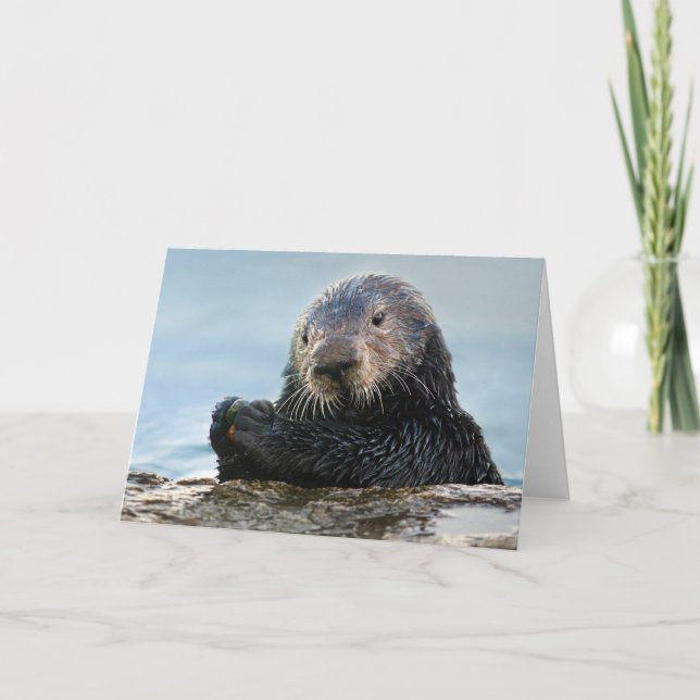 California Sea Otter Playing mit Stone Karte (Vorderseite)
