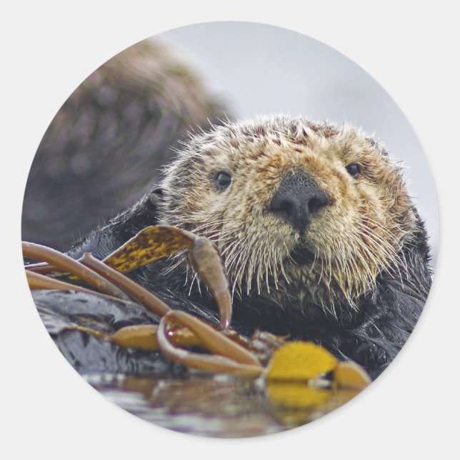 California Sea Otter Runder Aufkleber (Vorderseite)