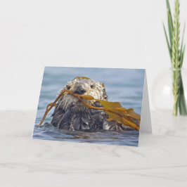 California Sea Otter wurde in Bull Kelp ummantelt. Karte